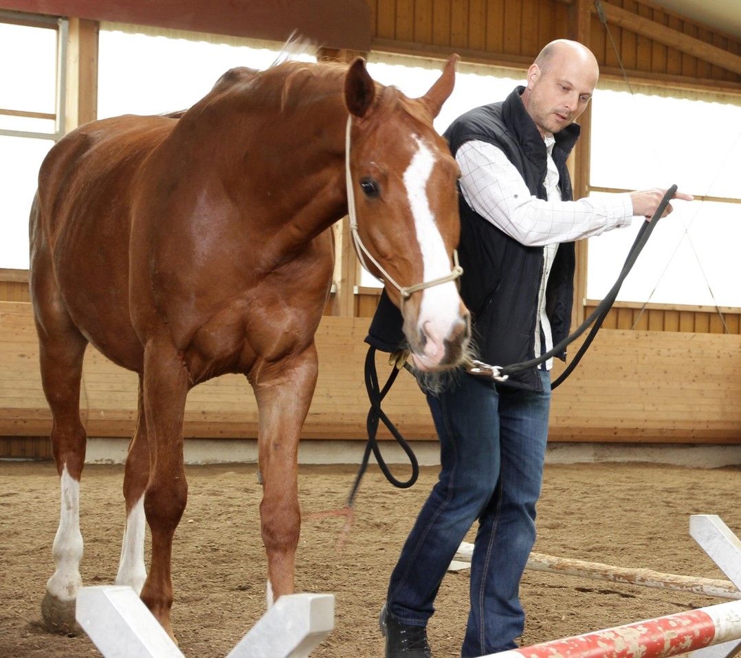 Führungsexzellenz mit Pferd